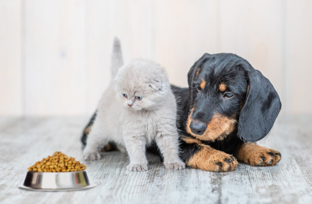 Cute baby kitten sitting with dachshund puppy on the floor at home and looking at a bowl of dry food.