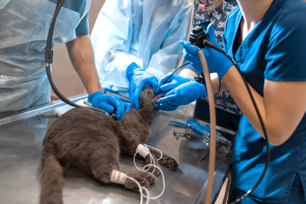 pet surgeons team make difficult operation. Cat under general anesthesia on operating table.