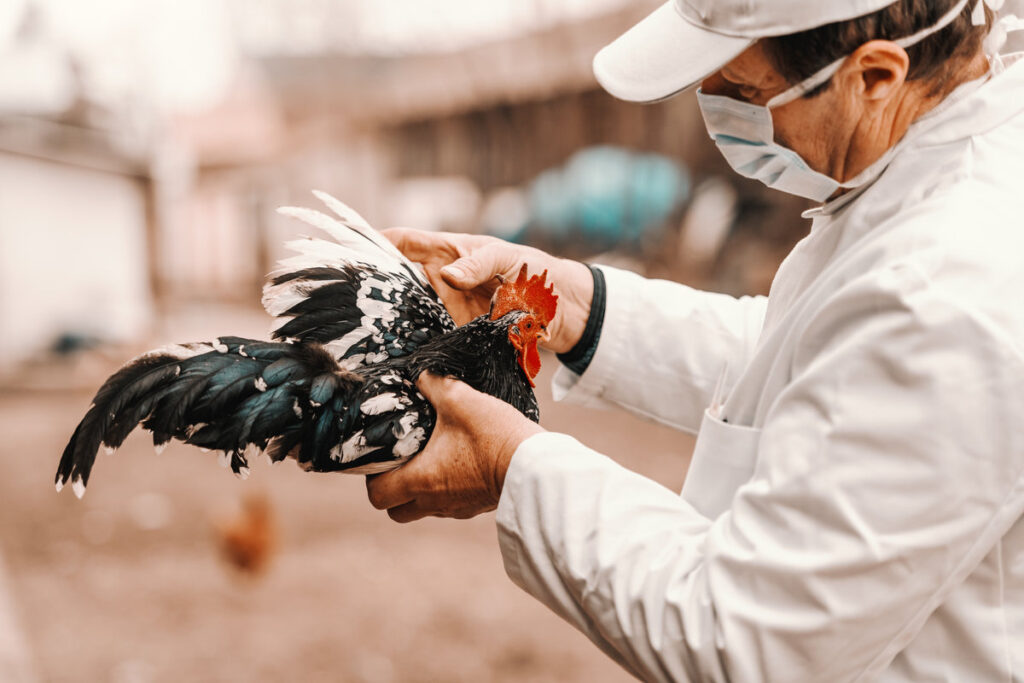 Close up of veterinarian in white coat and mask on face holding rooster. Rural exterior.