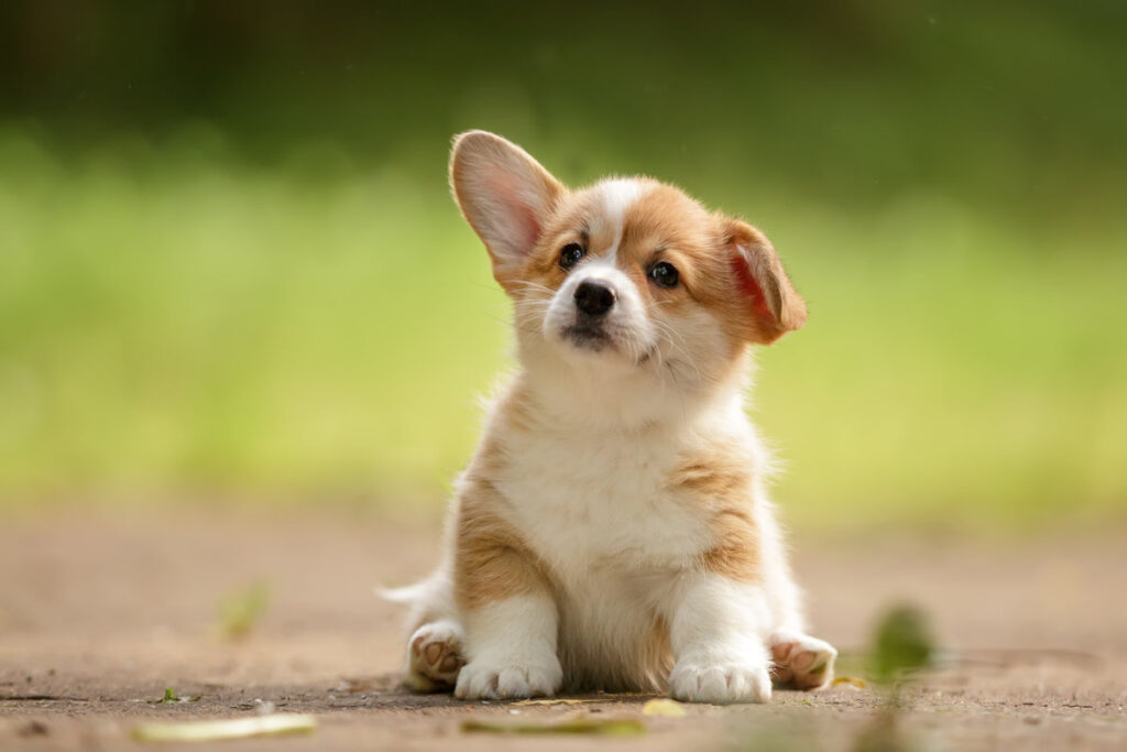 Cute Welsh corgi puppy sitting outdoor in summer
