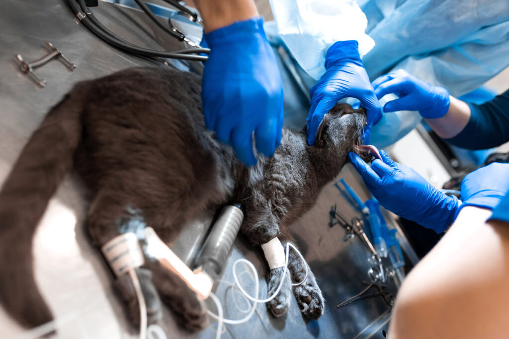 cat under general anesthesia on the operating table. Pet surgery.