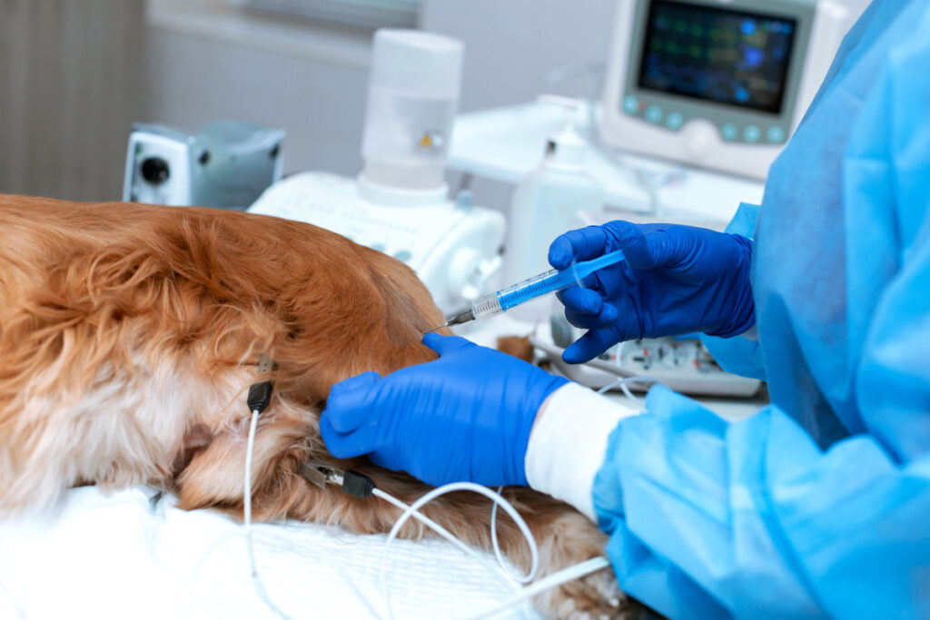 A veterinarian is administering an anesthetized dog . A dog with a catheter in its paw is lying on the operating table in a veterinary clinic. A Cocker Spaniel dog is awaiting surgery.