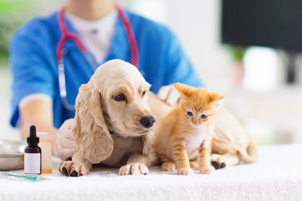 Vet examining dog and cat. Puppy and kitten at veterinarian doctor. Animal clinic. Pet check up and vaccination. Health care for dogs and cats.