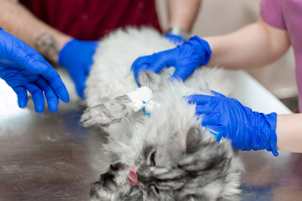 A young female anesthetist, a veterinarian, inserts a catheter into the cat and performs anesthesia before surgery. An assistant is holding a cat. Vet clinic. Preparing a cat for the procedure.