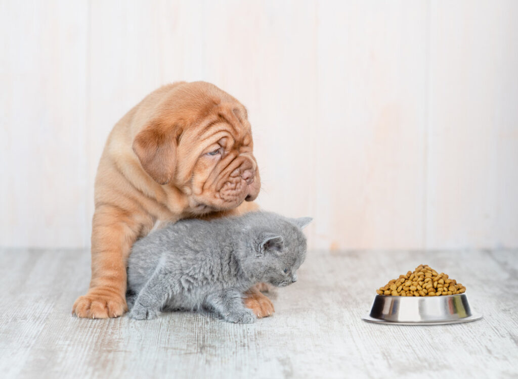 Cute baby kitten sitting with mastiff puppy on the floor at home and looking at a bowl of dry food.