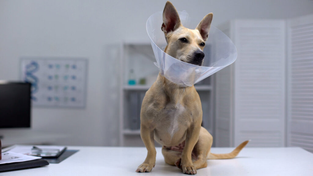 Funny dog in pet cone sitting on table vet clinic, rehab after sterilization