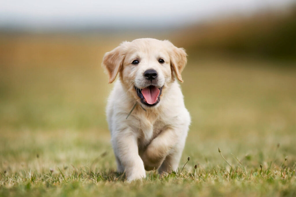 golden retriever on green grass