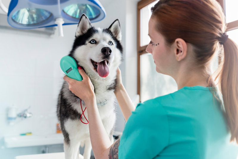 Doctor examining husky dog with equipment at veterinary clinic