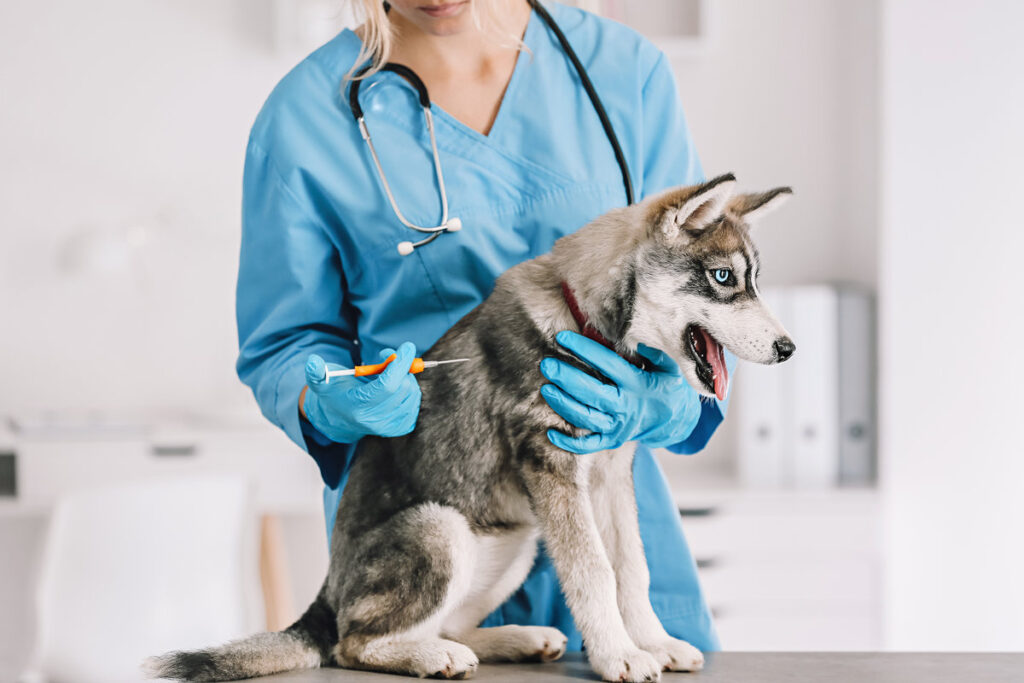 Veterinarian microchipping cute puppy in clinic