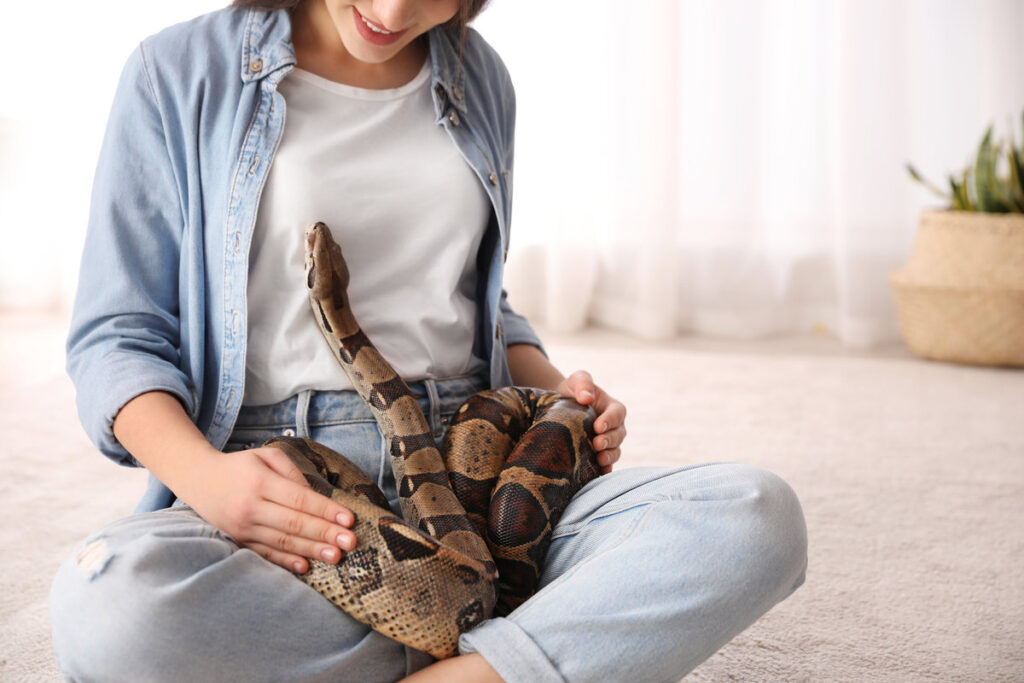 Woman with her boa constrictor at home, closeup. Exotic pet