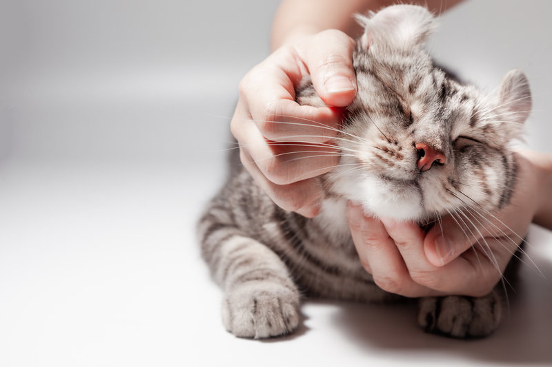 Happy cat lovely comfortable sleeping by the woman stroking hand grip at . love to pet concept . American curl cat Silver tabby color cute ginger kitten in the fluffy pet comfortably is happy.