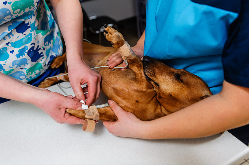 An electrocardiogram for a dog of a Dachshund breed. Cardiological research in veterinary medicine. Setting the electrodes of a Dachshund cardiograph