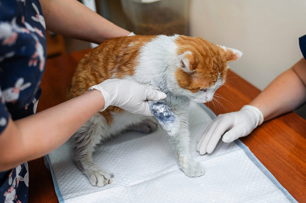 Treatment of injury to a kitten's paw. Applying a bandage to the wound. Plaster cast on a broken kitten's paw