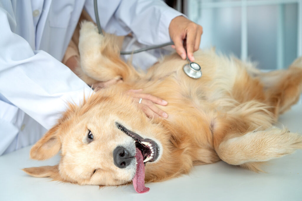 Veterinary concept. Veterinarian examining dog's heartbeat. Dog owners take pets, check the body with a veterinarian. The dog made a funny gesture when being examined by a stethoscope.