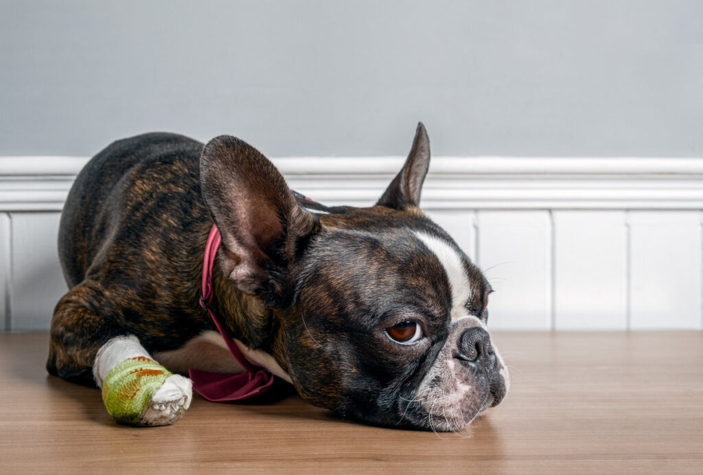 Boston terrier dog with injury and bandage in paw lying down and resting with sad face portrait