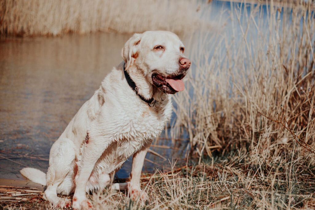 Alter Labrador Retriever