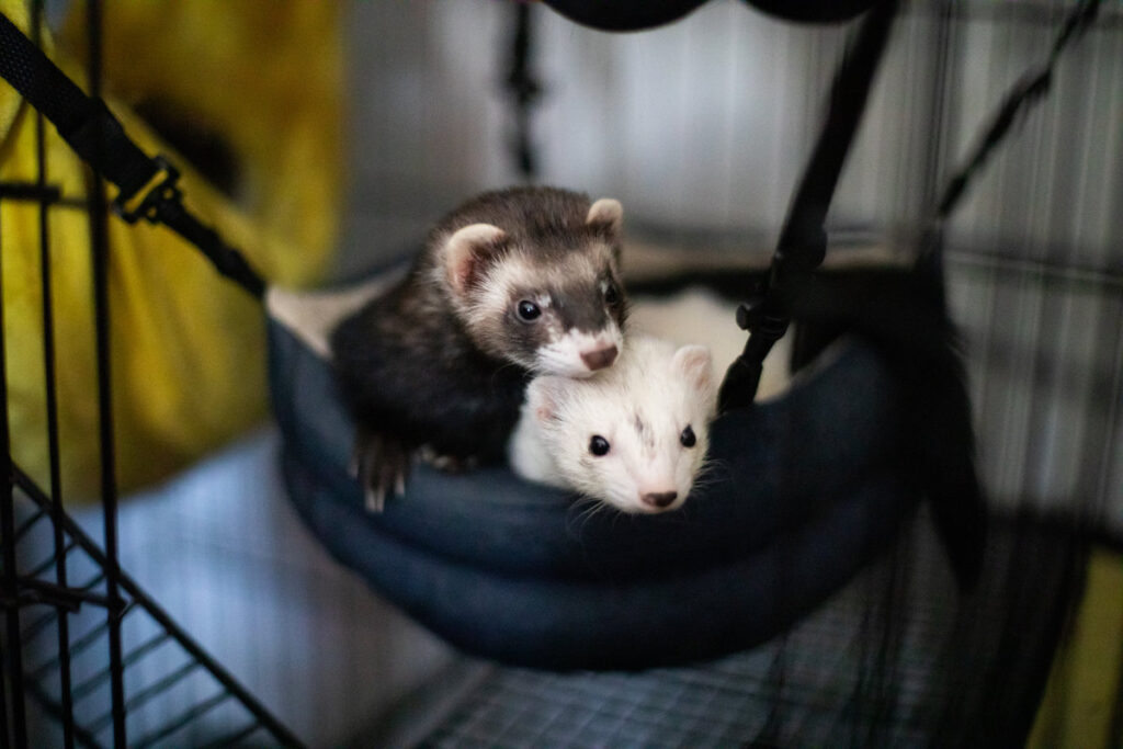ferrets in hammock