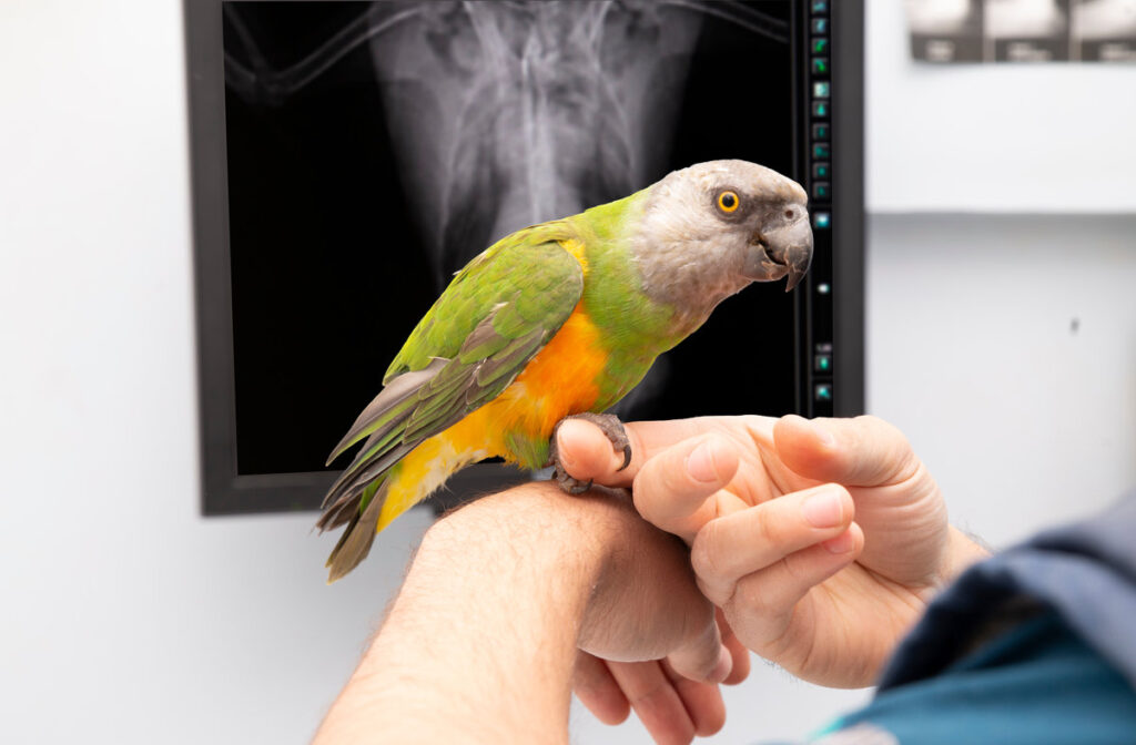 vet and bird examination x ray of a parrot at a vet clinic
