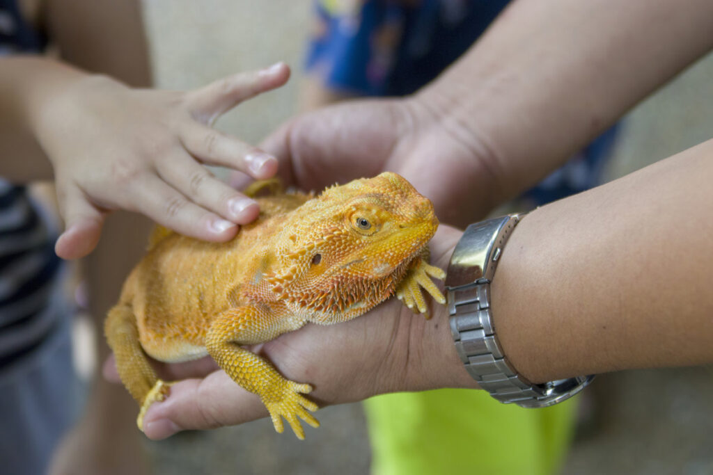 the kid is touching the skin of Central bearded dragon (Pogona vitticeps) . a species of agamid lizard occurring in a wide range of arid to semiarid regions of Australia