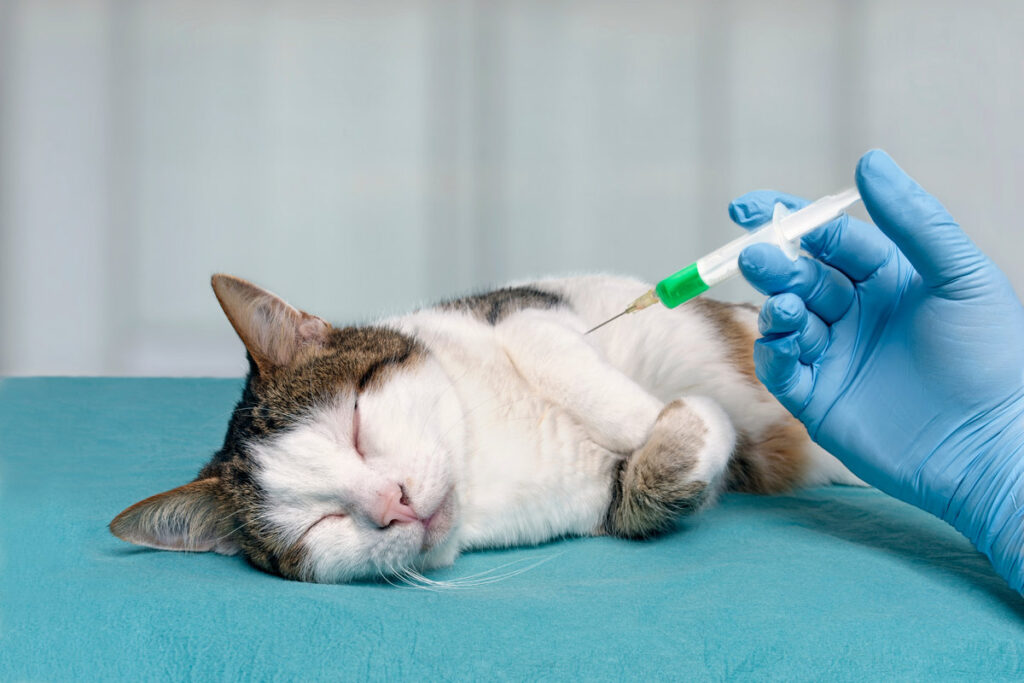 Veterinarian giving injection to a old tabby cat.