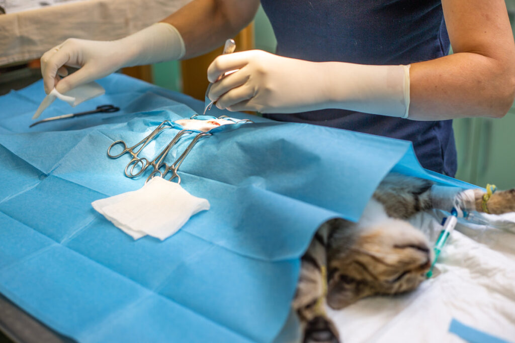 Vet surgery neutering a cat on veterinary clinic, ovarian removal