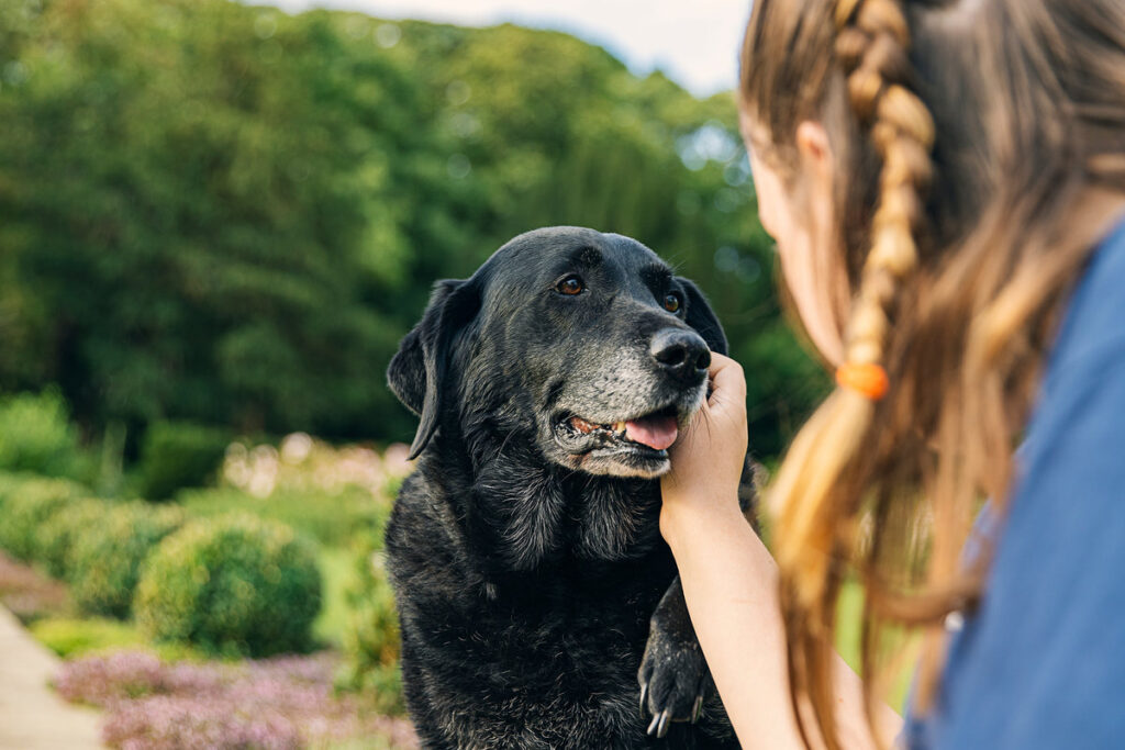Shot of a Girl with her senior black labrador