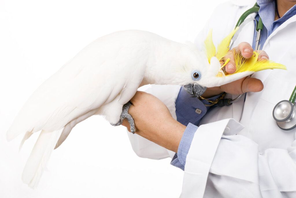 veterinary caressing a beautiful yellow-crested cockatoo