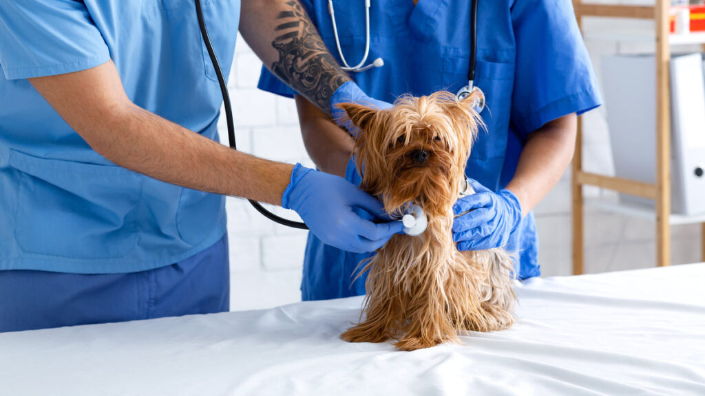 Closeup of veterinarian with stethoscope listening to dog's heartbeat and his assistant in animal clinic. Panorama