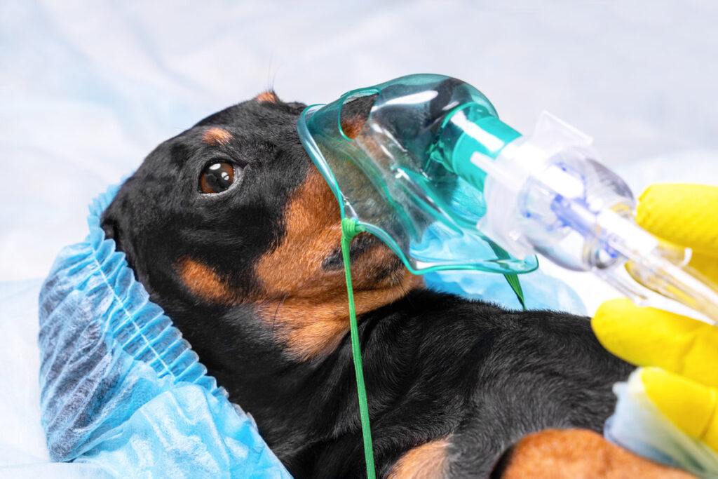 Portrait of dachshund in protective disposable surgical cap and anesthesia oxygen mask lies on operating table before complex procedure in hospital, close up.