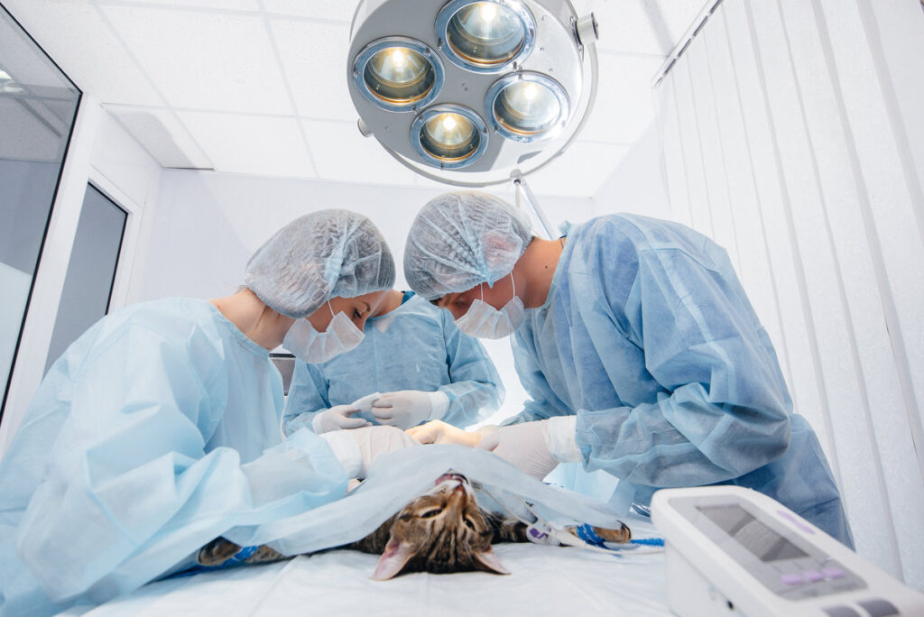 In a modern veterinary clinic, an operation is performed on an animal on the operating table in close-up. Veterinary clinic
