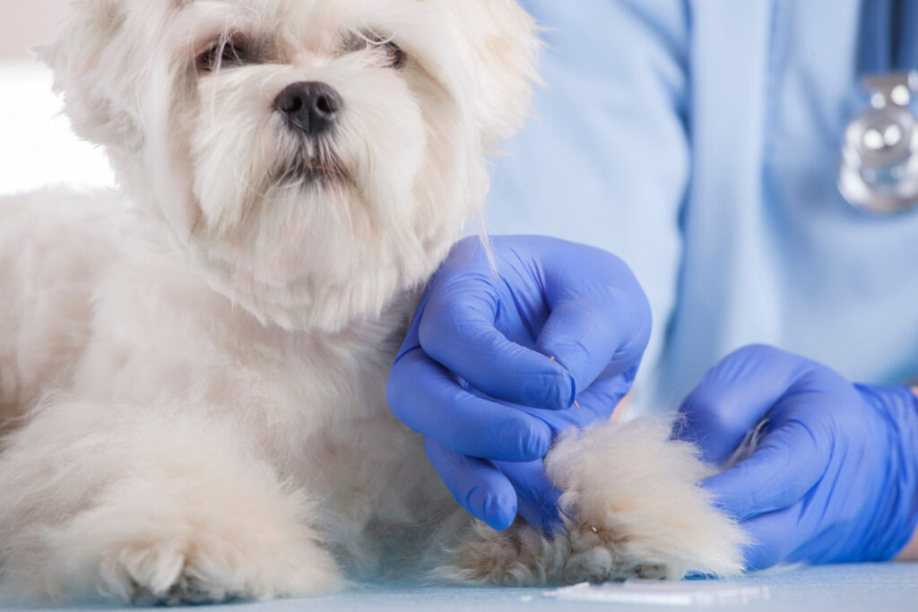 Vet doing acupuncture treatment on dog's head