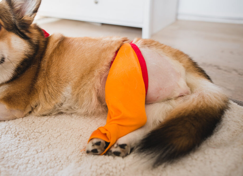 welsh corgi pembroke dog after a CCL sugery, tplo (tibia plateau leveling osteotomy)