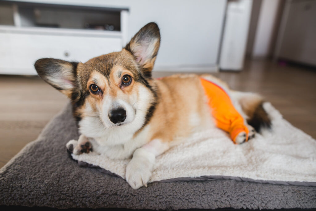 welsh corgi pembroke dog after a knee TPLO surgery, due to a CCL rapture, with a shaved leg