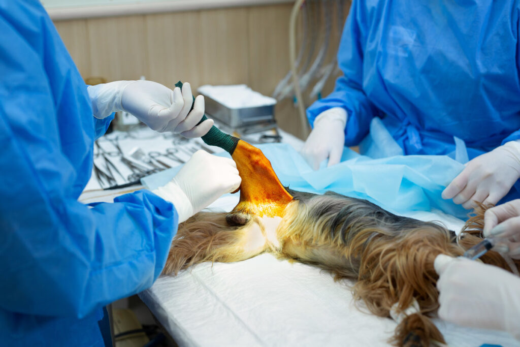 Operation paws dog in a veterinary clinic