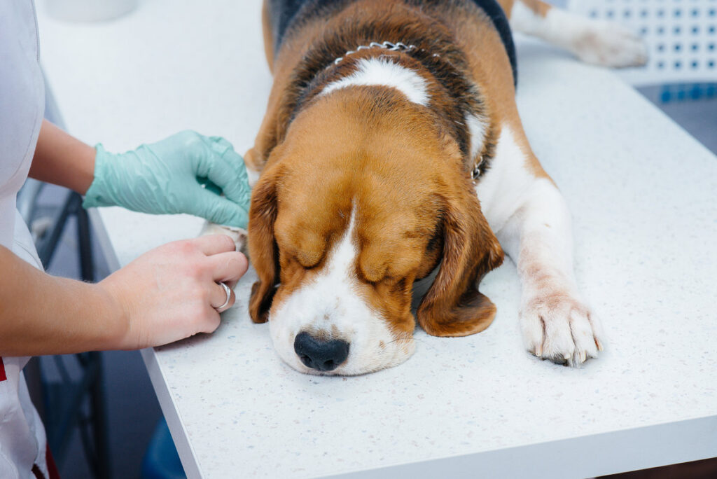 A large dog is being prepared for surgery at a veterinary clinic. Anesthesia for the dog