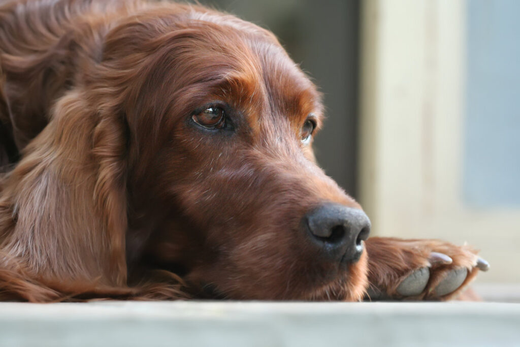 Face of a beautiful old thinking irish setter pet dog