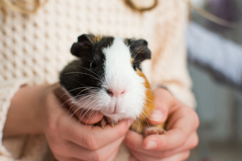 Guinea pig in human hands. Domestic rodent pet in kids care. Close up view.