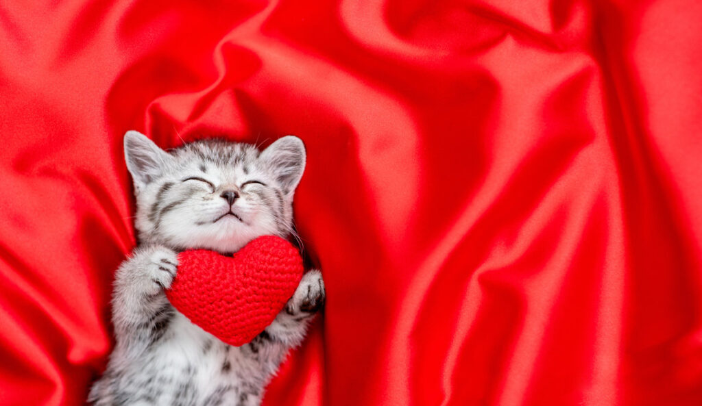 Tabby kitten holds a red heart and sleeps on red satin bedding. Valentines day concept. Top down view. Empty space for text.