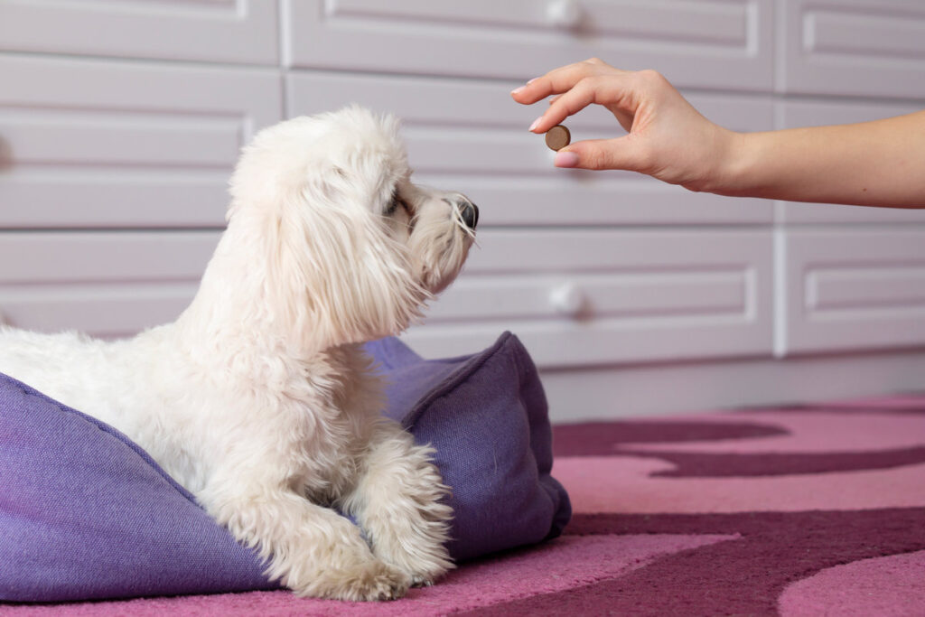 Human hand gives the maltese dog tablet protection tick . Tick And Flea Prevention concept .