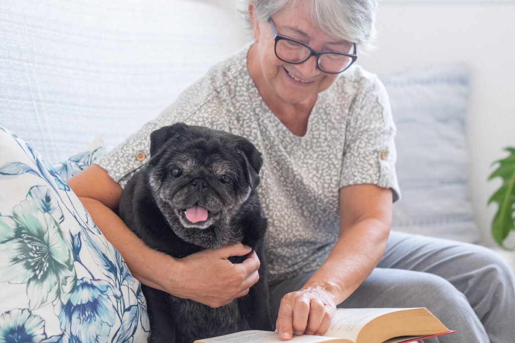 Purebred black pug dog looking at book with his senior owner, together on couch at home