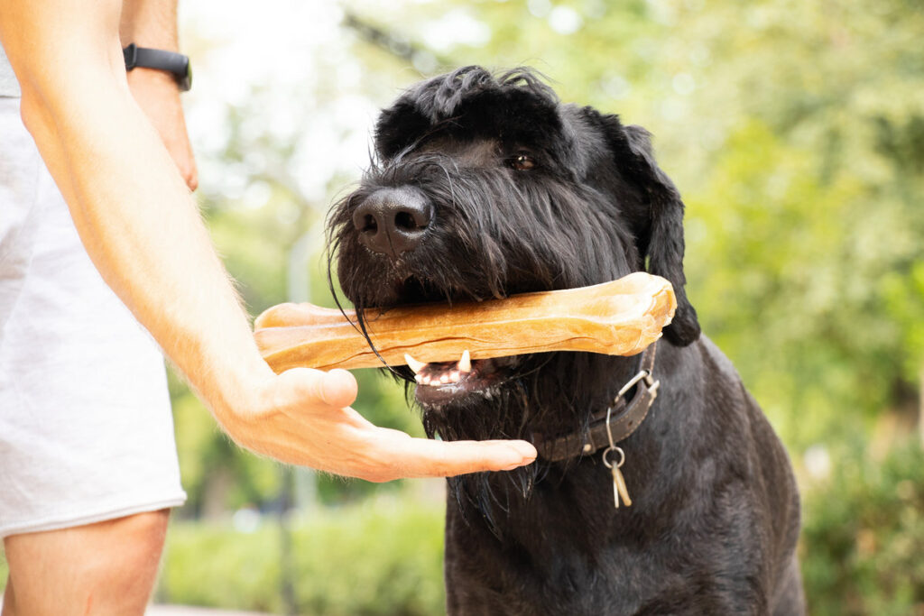 giant schnauzer with a bone in its teeth, dog food, a dog on a walk in a park in Ukraine