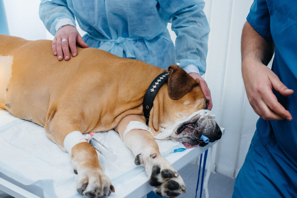 A large dog is being prepared for surgery at a veterinary clinic. Anesthesia for the dog