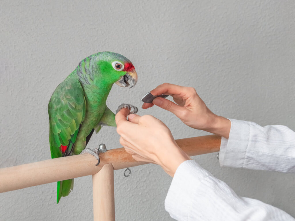 Veterinary sharpens the claws of the big green parrot. Manicure for a big parrot. Professional veterinary care for parrots and domestic birds.