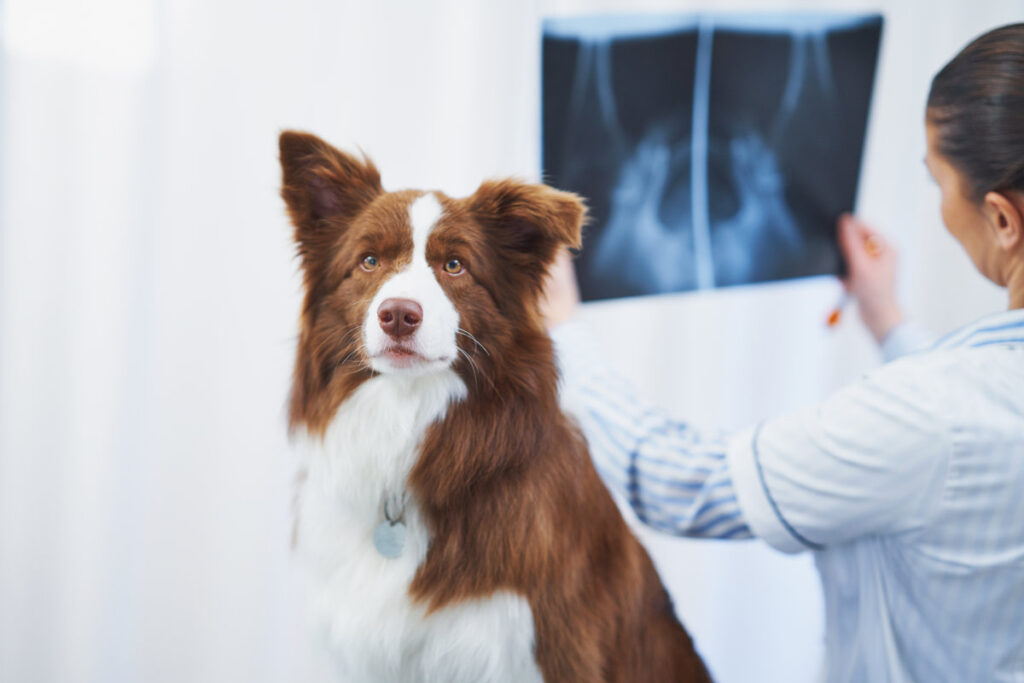 Brown Border Collie dog during visit in vet. High quality photo