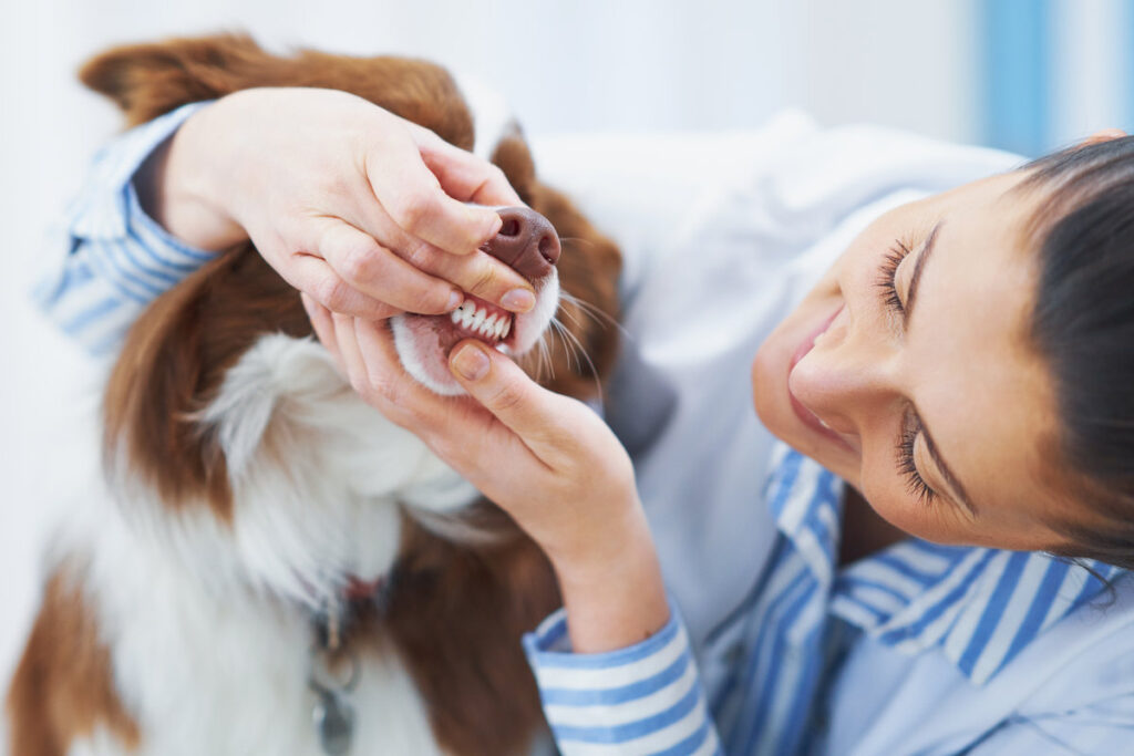 Brown Border Collie dog during visit in vet. High quality photo