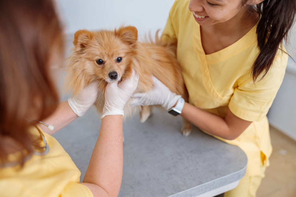 Closeup team of two professional veterinarians wearing protective gloves conducting medical examination of spitz dog in doctor office