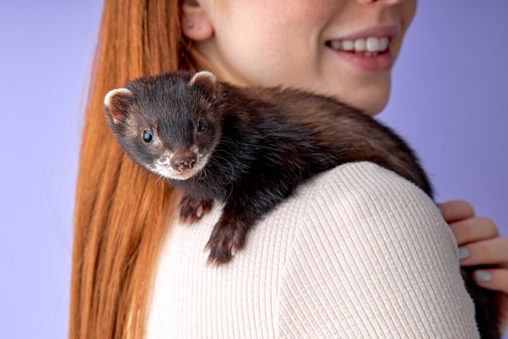 beautiful funny domestic pet ferret on owner's shoulders, exploring everything around.Woman and domestic pet concept. close-up shot. cropped redhead woman side view