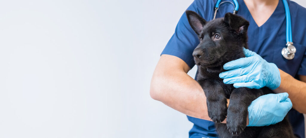 Cropped image of handsome male veterinarian doctor with stethoscope holding cute black german shepherd puppy in arms in veterinary clinic on white background. banner with copy space