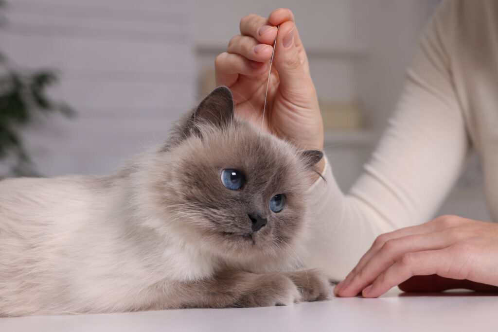 Veterinary holding acupuncture needle near cat's head indoors, closeup. Animal treatment