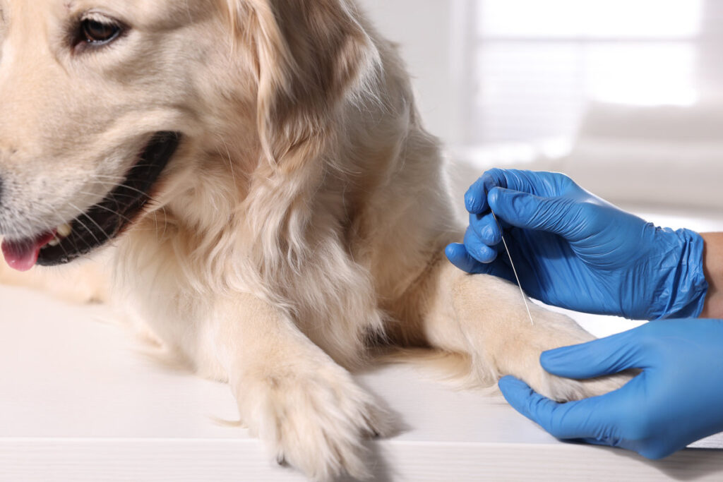 Veterinary holding acupuncture needle near dog's paw in clinic, closeup. Animal treatment
